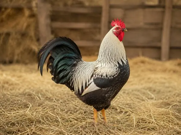 Adaklık horoz